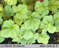 Heuchera Pinot Bianco