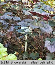 Heuchera Frosted Violet