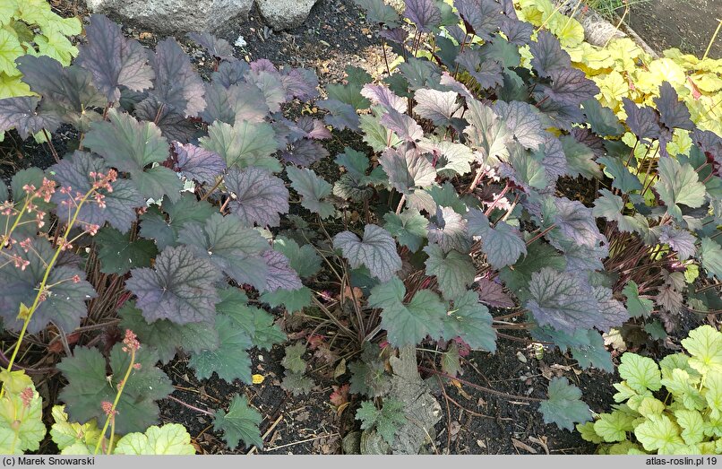 Heuchera Frosted Violet