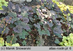 Heuchera Frosted Violet