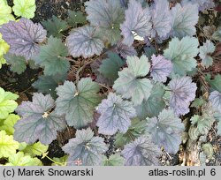 Heuchera Frosted Violet