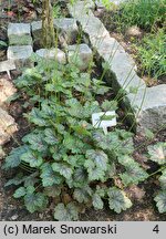 Heuchera Dale's Strain