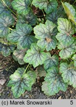 Heuchera Dale's Strain