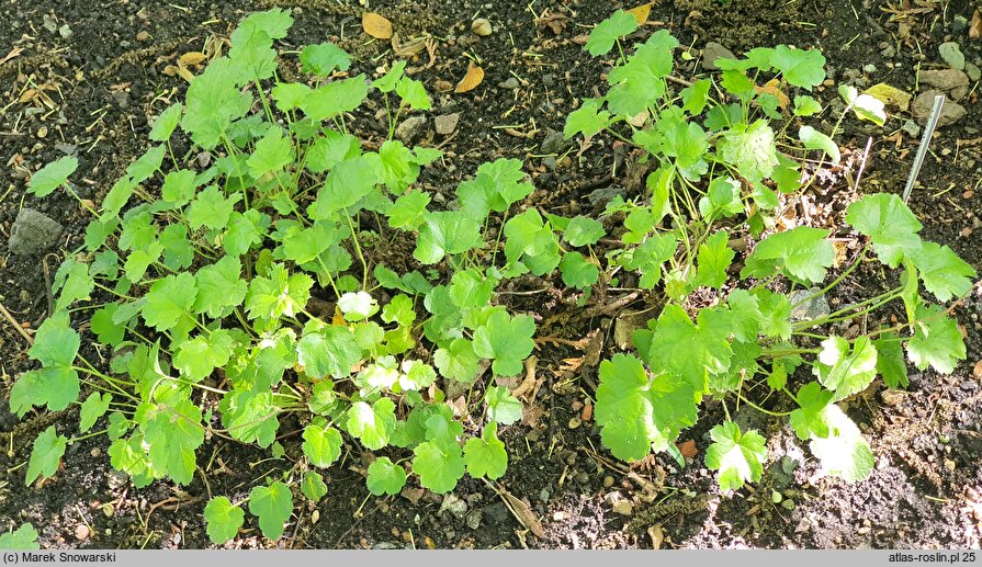 Heuchera rubescens