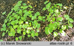 Heuchera rubescens