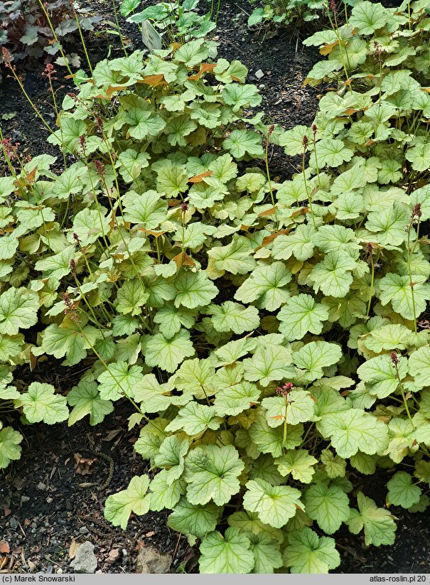 Heuchera Pinto Bianco