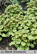 Heuchera Pinto Bianco