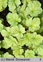 Heuchera Pinto Bianco