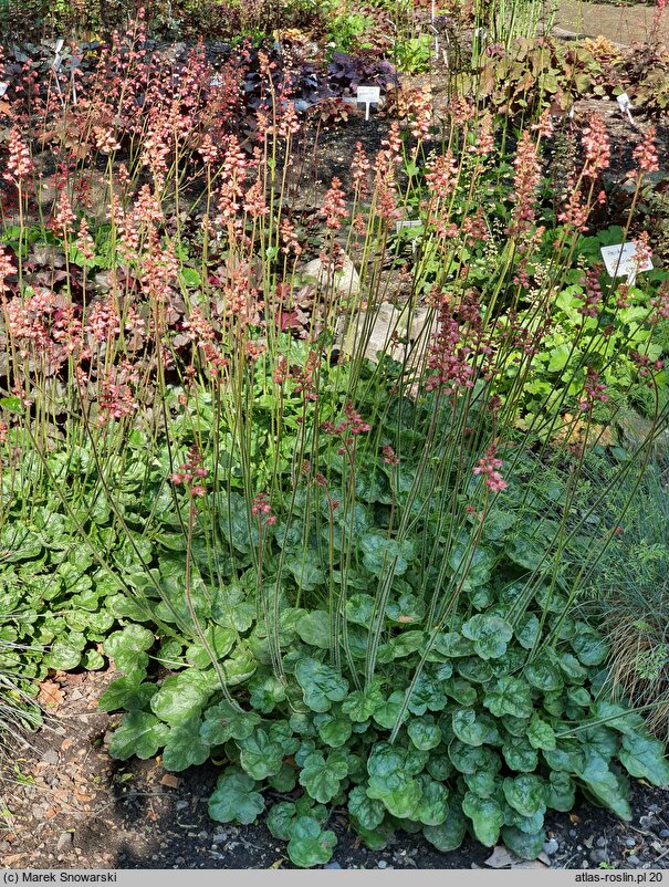 Heuchera Hyperion