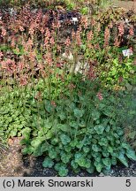 Heuchera Hyperion