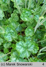 Heuchera Hyperion