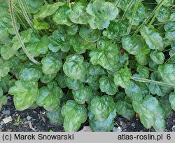 Heuchera Hyperion