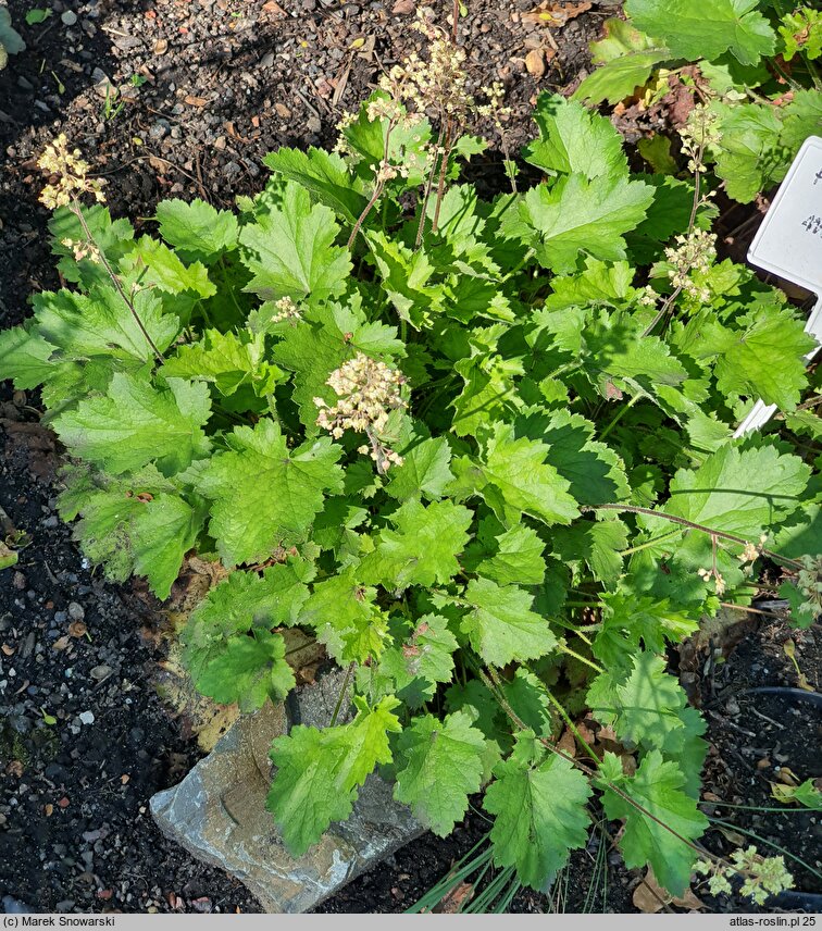 Heuchera maxima