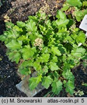 Heuchera maxima