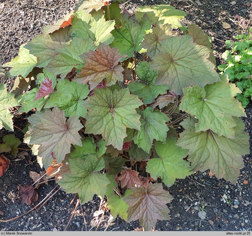 Heuchera Arella