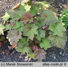 Heuchera Arella