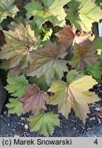 Heuchera Arella