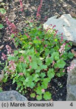 Heuchera pulchella (żurawka nadobna)