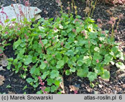 Heuchera pulchella (żurawka nadobna)