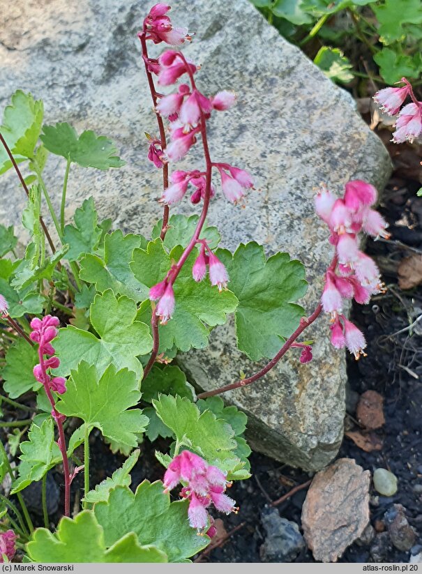 Heuchera pulchella (żurawka nadobna)