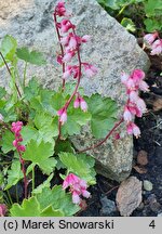 Heuchera pulchella (żurawka nadobna)