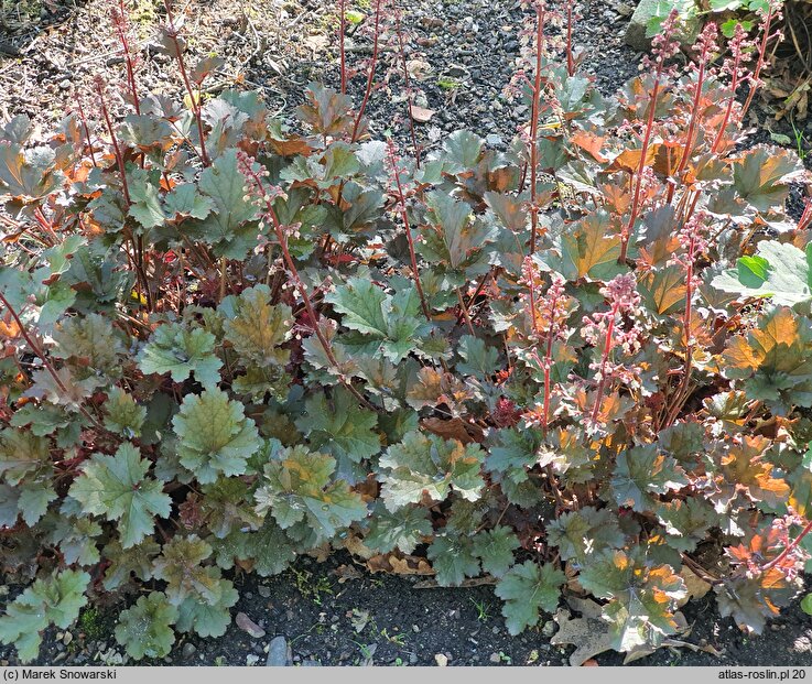 Heuchera Crimson Curls