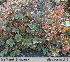 Heuchera Crimson Curls