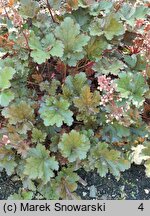 Heuchera Crimson Curls