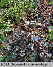 Heuchera Crimson Curls