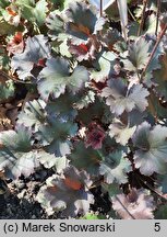 Heuchera Crimson Curls