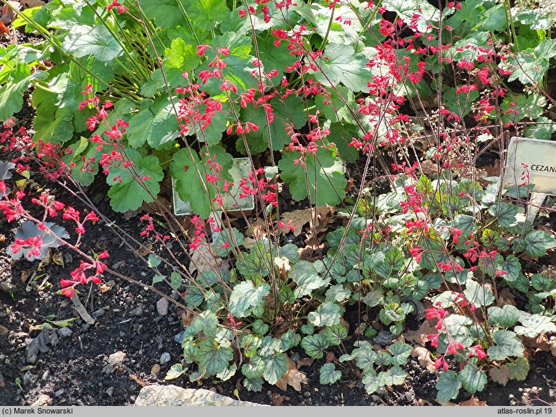 Heuchera Cezanne