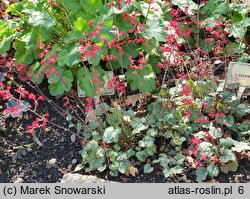 Heuchera Cezanne