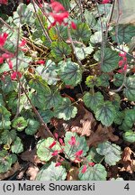 Heuchera Cezanne