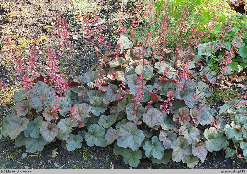 Heuchera Cassis