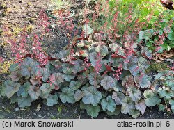 Heuchera Cassis