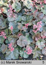 Heuchera Cassis