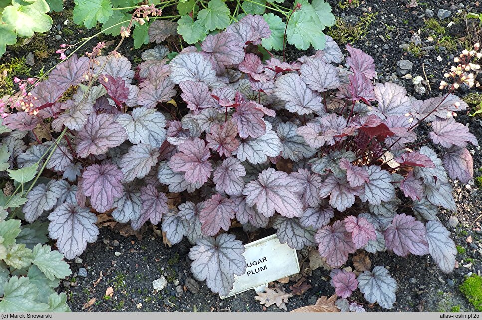 Heuchera Sugar Plum