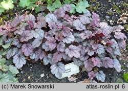 Heuchera Sugar Plum