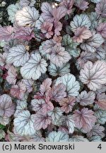 Heuchera Sugar Plum