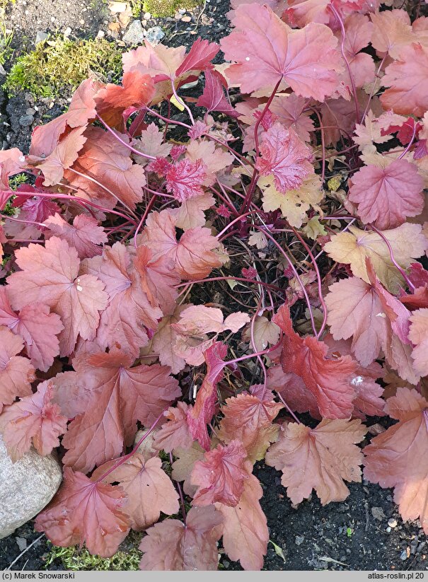 Heuchera Magma