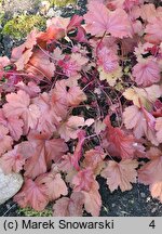 Heuchera Magma