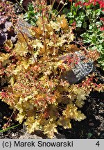 Heuchera Ginger Ale