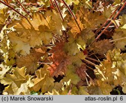 Heuchera Ginger Ale