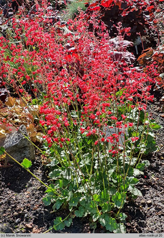 Heuchera Strawberry Candy