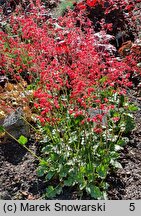 Heuchera Strawberry Candy