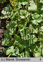 Heuchera Strawberry Candy