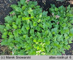 Heuchera Strawberry Swirl