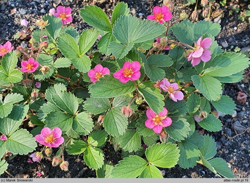 Fragaria Pink Panda