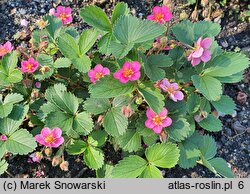 Fragaria Pink Panda