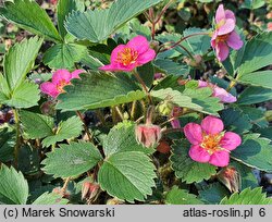 Fragaria Pink Panda